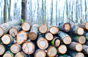wood logs