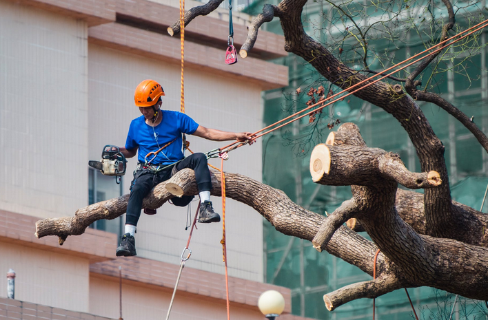 Mistakes People Make When Cutting Trees